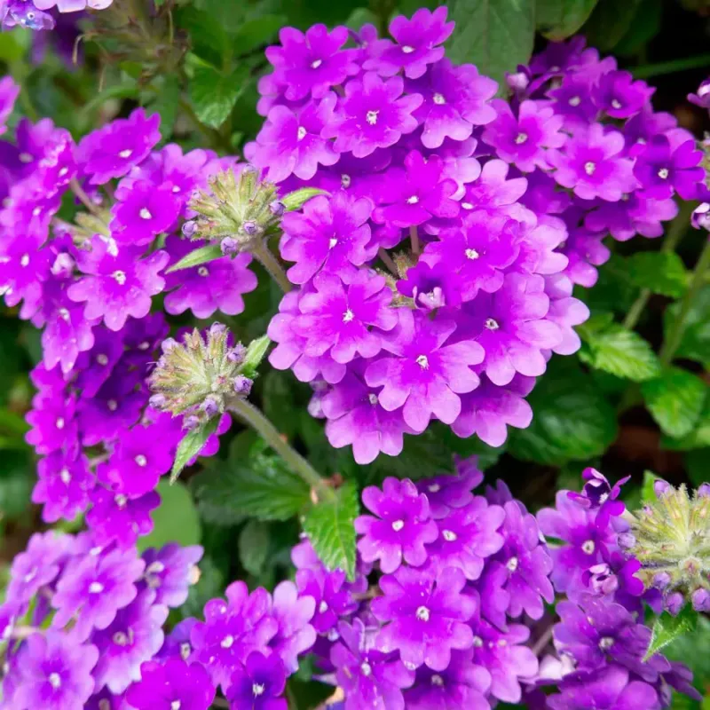 Purple Verbena Spreading Color All Season Long
