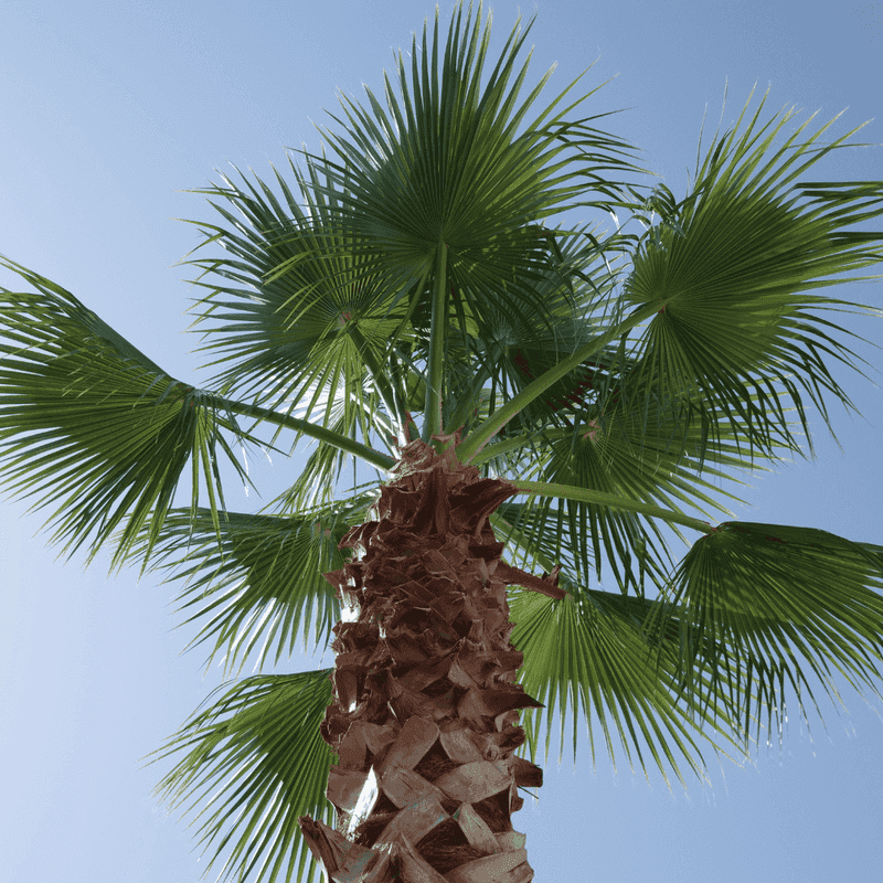 California Fan Palm Adds Height To Open Yards