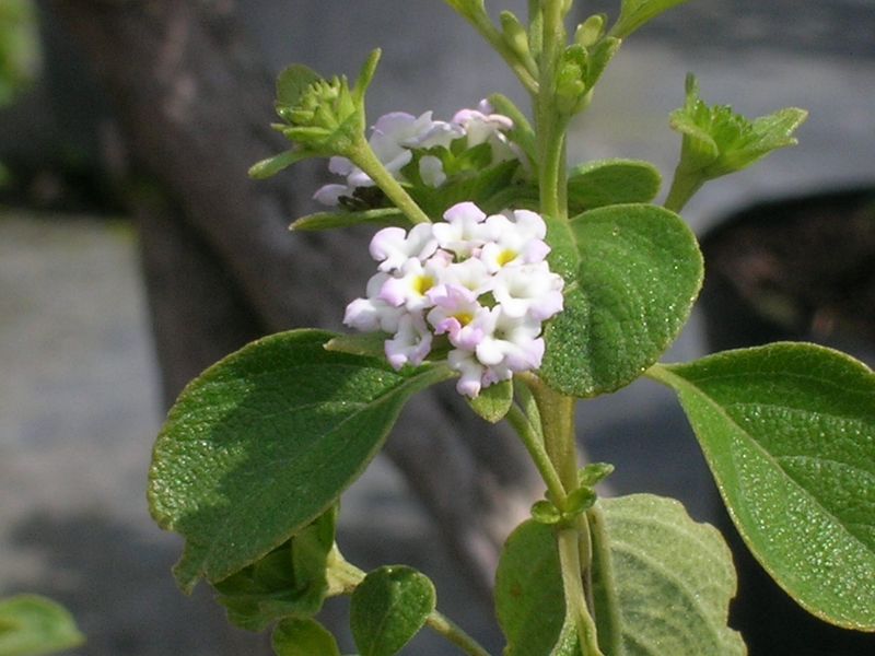 Soft White Blooms That Fit Right Into Spring Landscapes