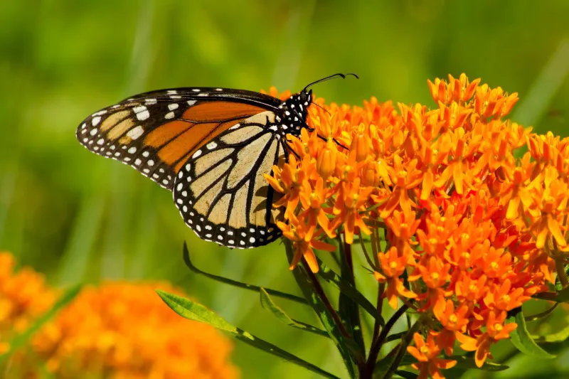 Why Butterflies Need Milkweed