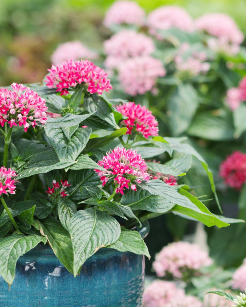 Keeps Blooming Through Heat And Humidity Without Slowing Down