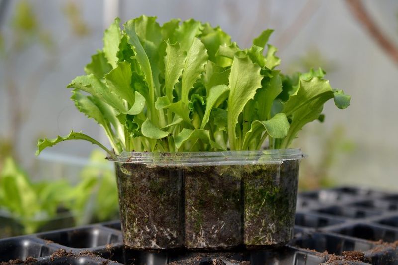 Leaf Lettuce Handles Arizona Heat When Varieties Are Right