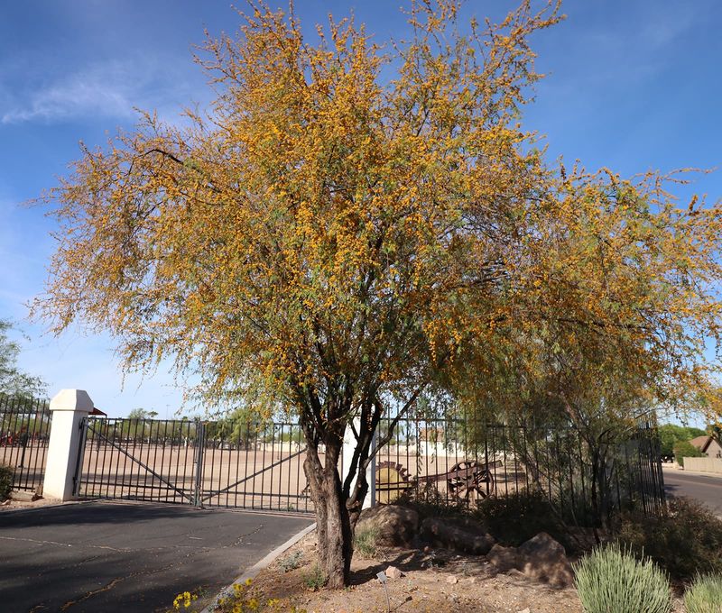 Acacia Thrives When Damaged Or Crowded Branches Are Removed