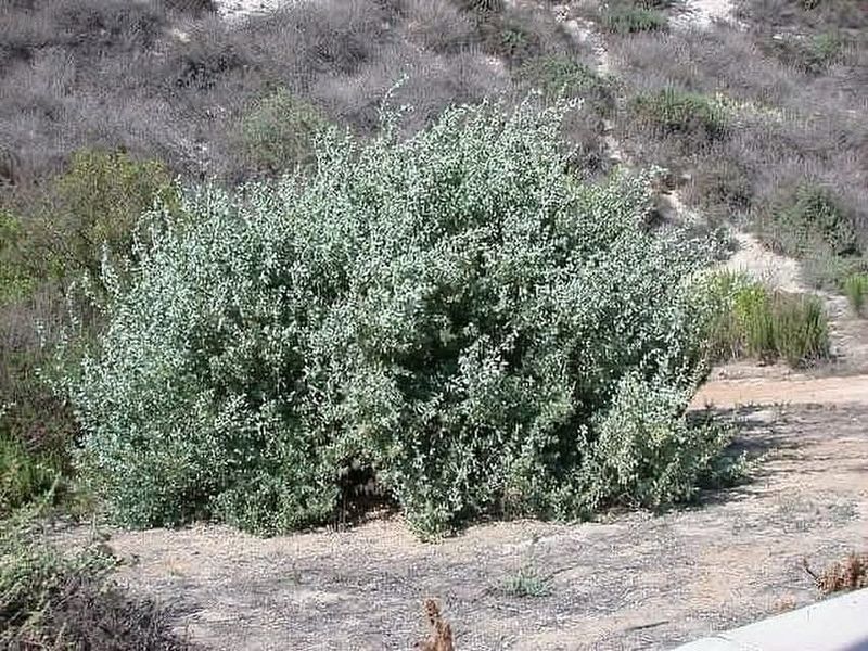 Quailbush Thrives In Open Sites And Slows Wind