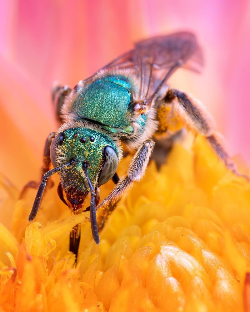 Sweat Bees Small, Fast, And Constantly On The Move