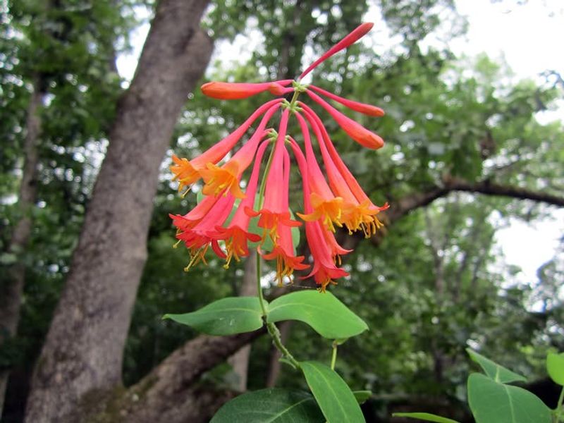 Mexican Honeysuckle Keeps The Nectar Flowing