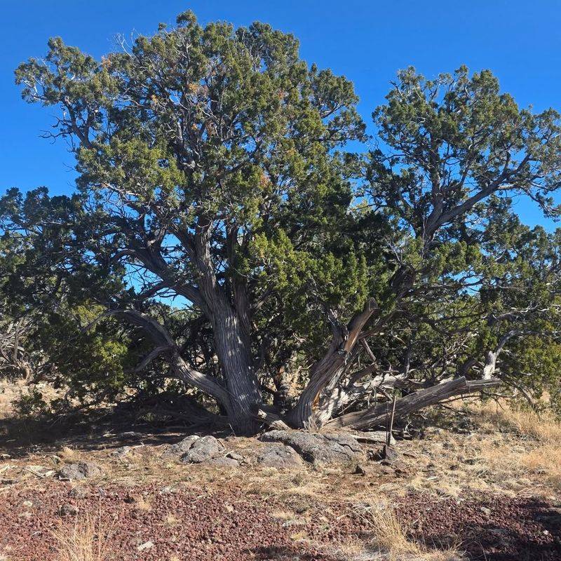 Alligator Juniper Stands Out With Its Thick Checkered Bark