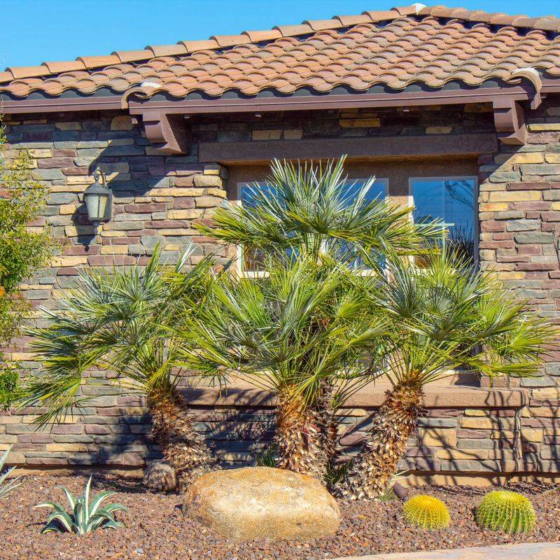 Mediterranean Fan Palm Works Well In Smaller Spaces