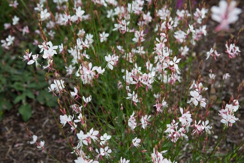 Gaura (Oenothera Lindheimeri)