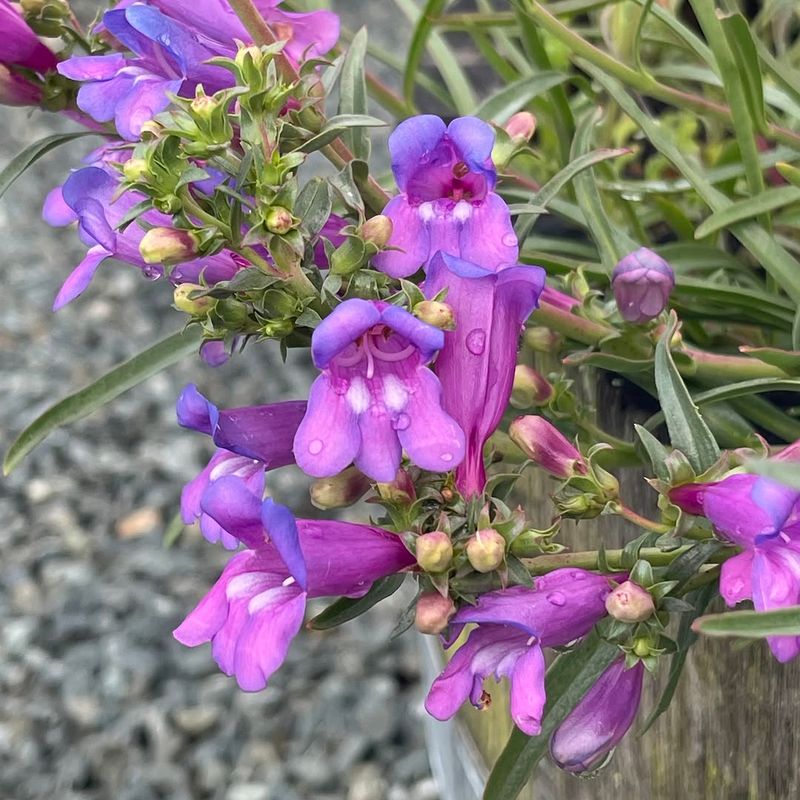 Foothill Penstemon