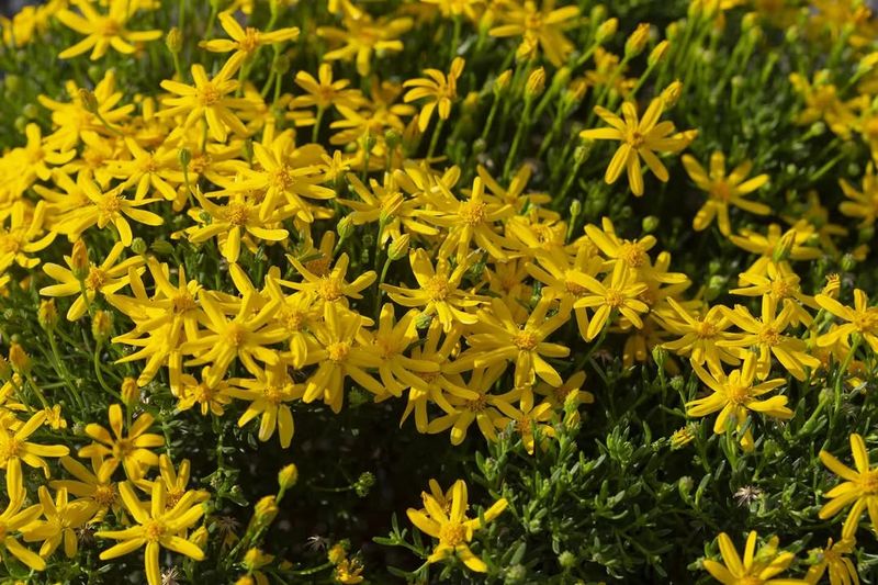 Damianita Delivers Bright Yellow In Dry Conditions