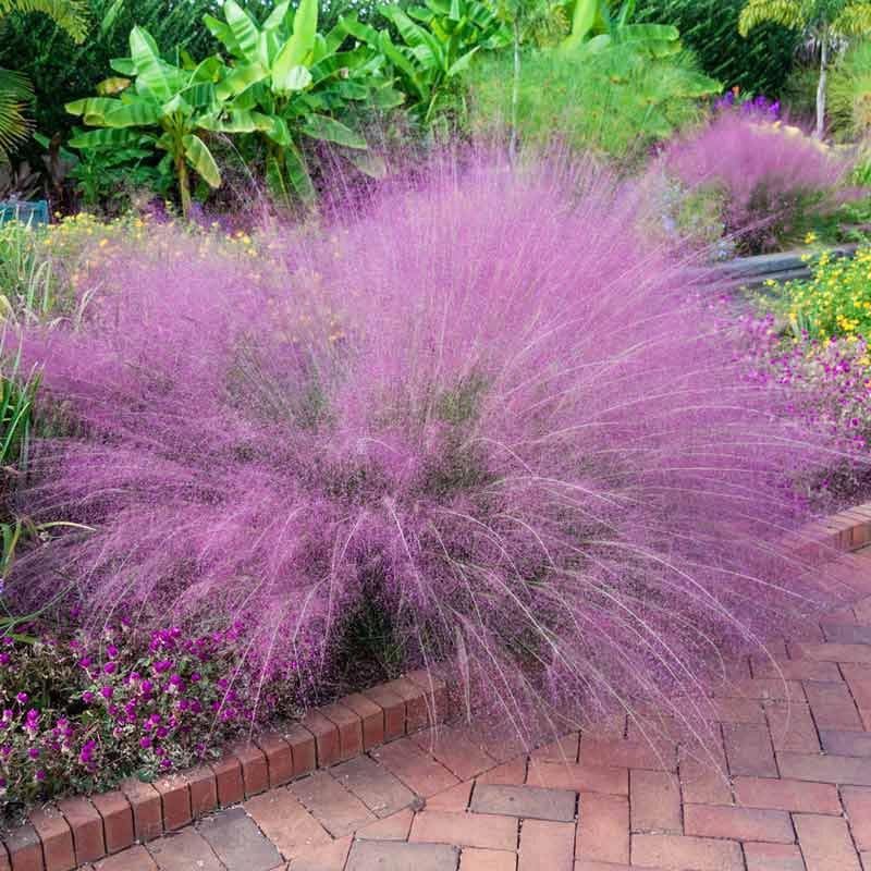 Gulf Muhly (Muhlenbergia Capillaris)