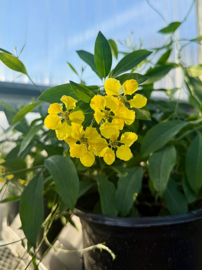Yellow Orchid Vine Handles Heat And Grows In Containers