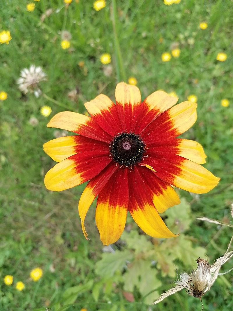 Plains Coreopsis Brings Quick And Easy Color