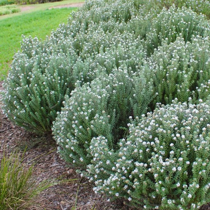Dwarf Rosemary Compact Growth With Herbal Charm