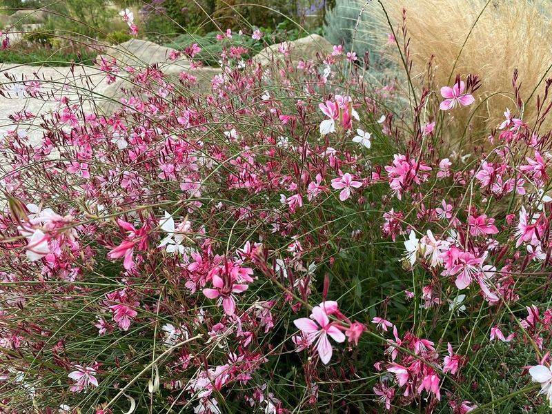 Gaura