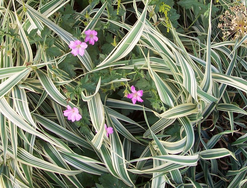 Ribbon Grass (Phalaris Arundinacea Var. Picta)