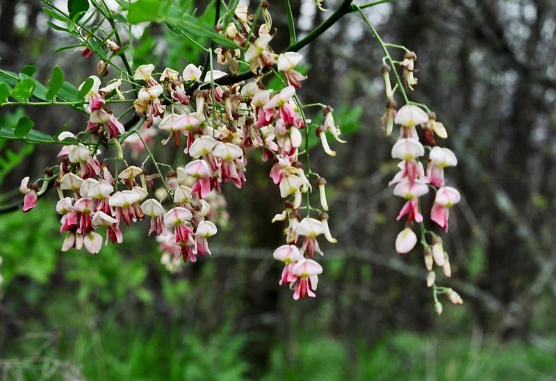 Texas Sophora / Eve's Necklace 