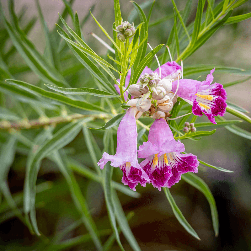 Desert Willow 