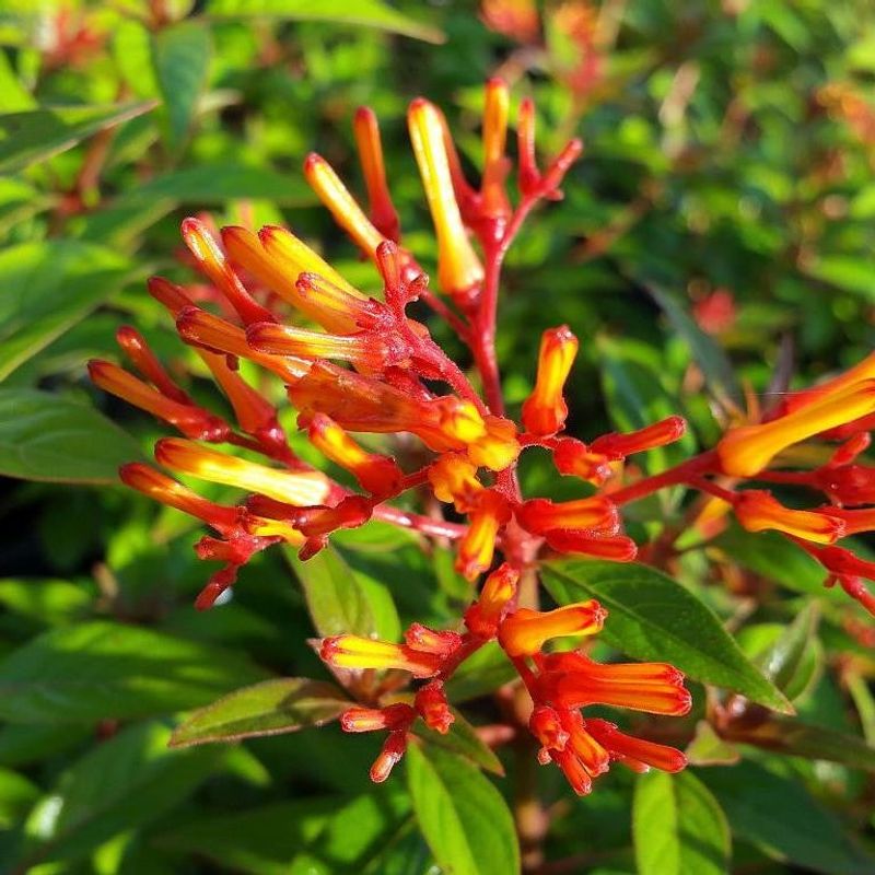 Firebush 