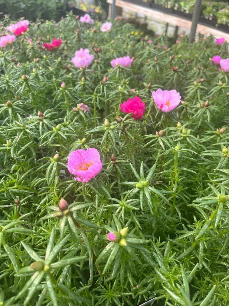 Portulaca