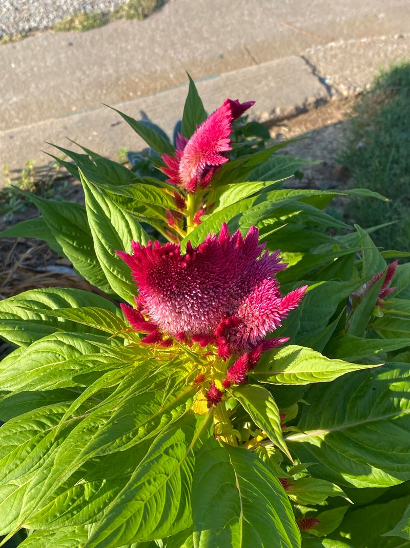 Celosia