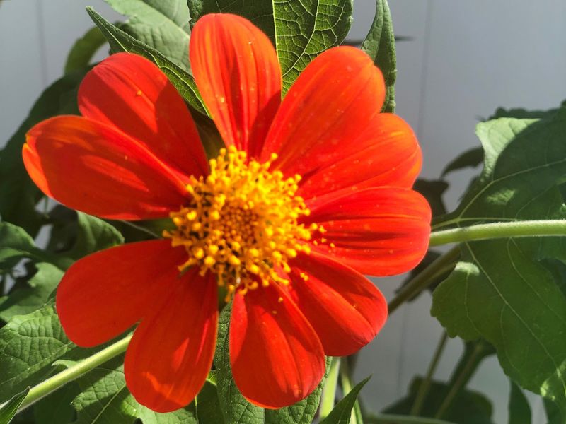 Tithonia Brings Bright Color And Pollinator Activity