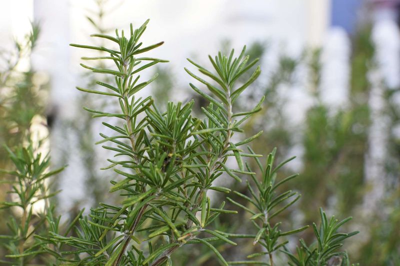 Rosemary That Loves Well-Drained Soil