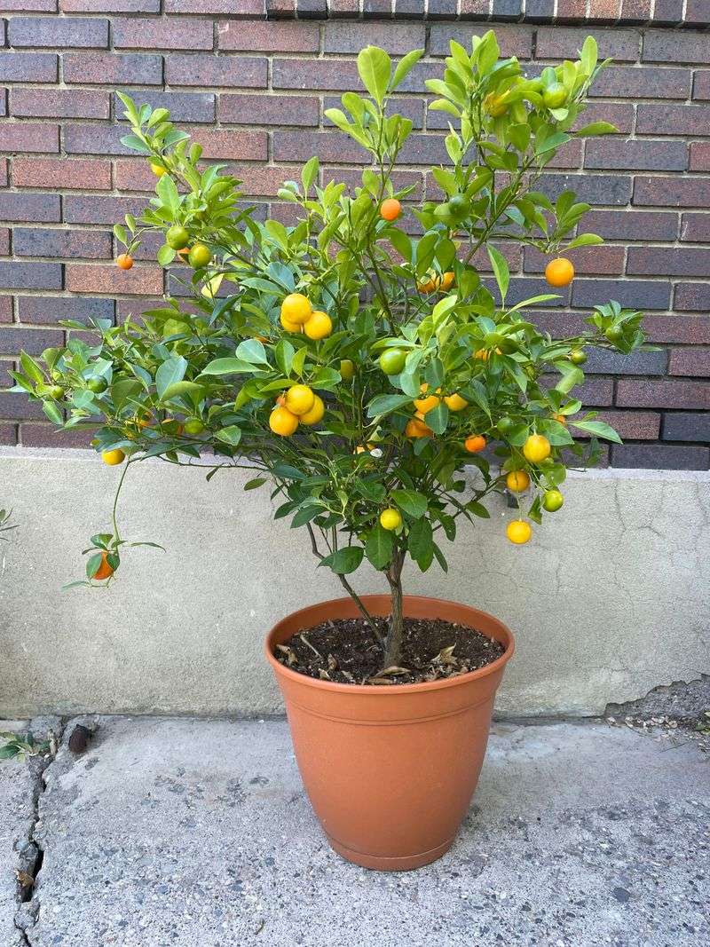 Calamondin Orange Trees With Bright, Tangy Fruit