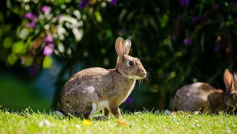 Rabbits Target Tender Spring Growth Above Ground