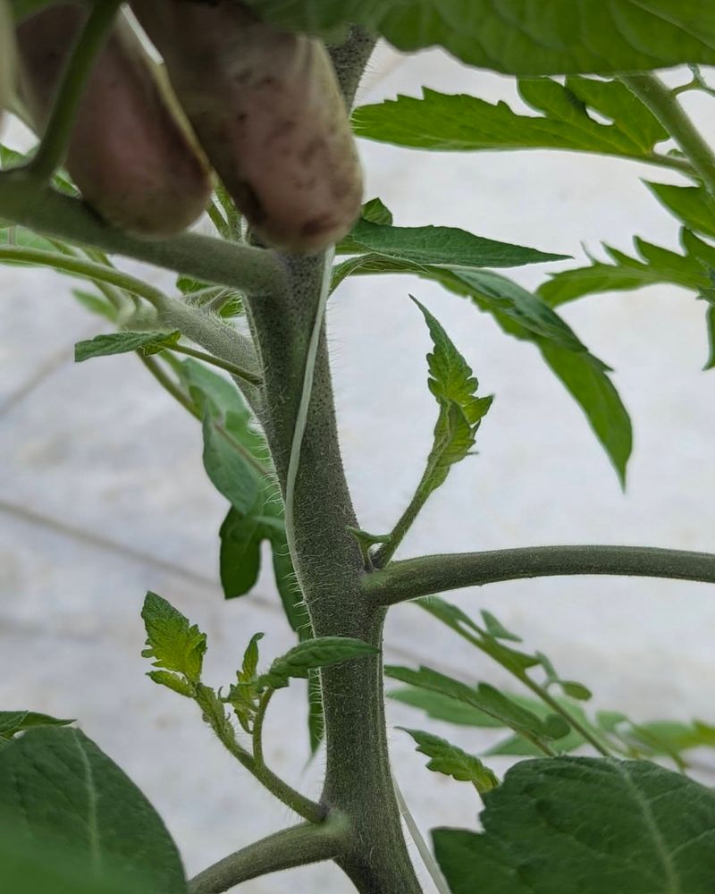 Remove Suckers While They Are Small, Under Two Inches