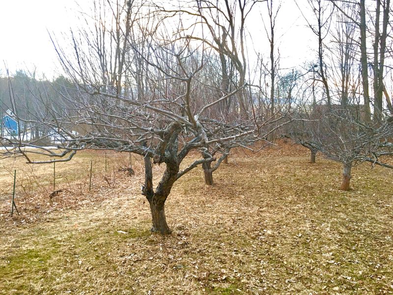 Apple Benefits From A Smart Spring Cleanup