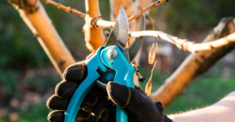 Michigan Fruit Trees You Can Still Prune In April For A Better Season
