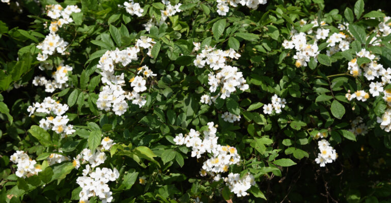 white flowering shrub