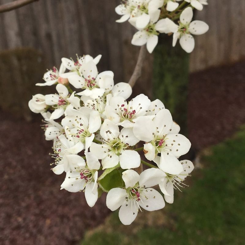 Callery Pear That Spreads Far Beyond Your Yard