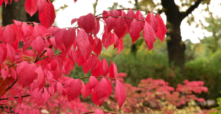 Michigan Plants That Cause Problems Beyond Your Yard And Should Be Avoided