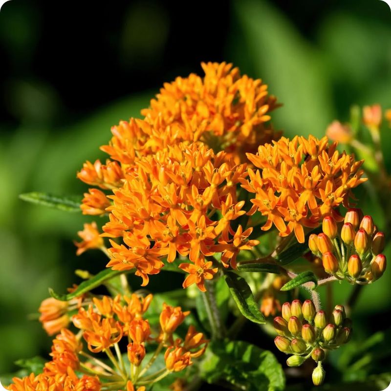 Butterfly Weed (Asclepias tuberosa)