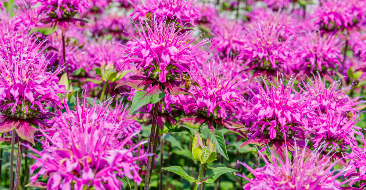 bee balm