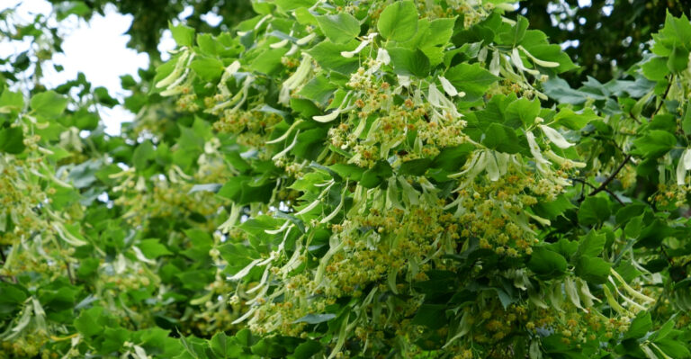 Michigan Windbreak Plants That Also Help Pollinators
