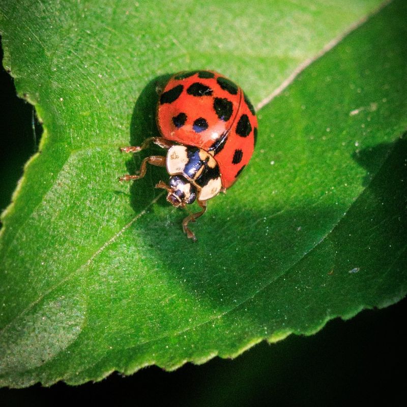 Natural Predator Populations May Also Decline