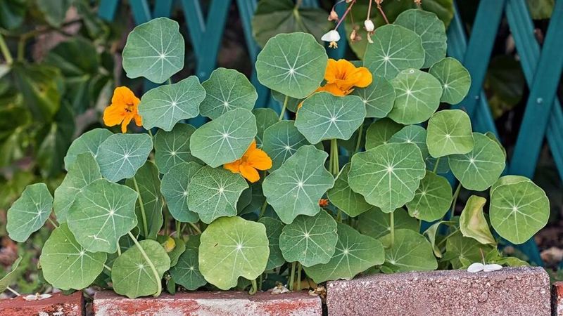 Grows Well In Poor Soil Without Extra Fertilizer