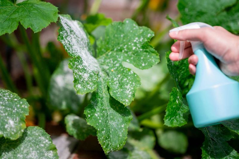 Early Treatment With Fungicides Or Organic Sprays Works Best