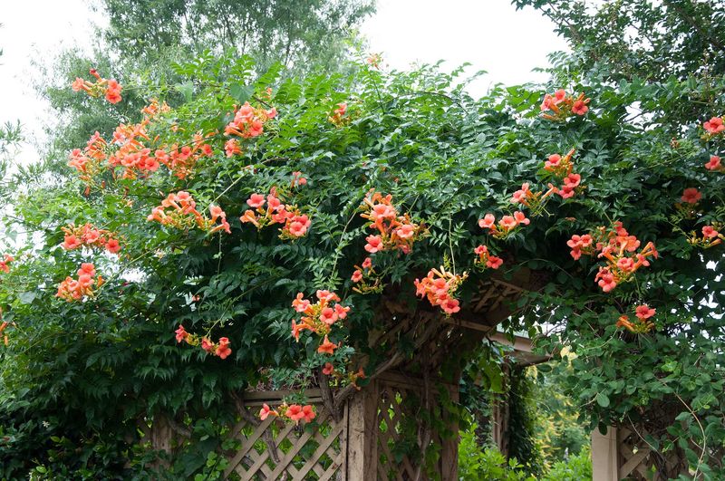 Trumpet Vine (Invasive Spread)