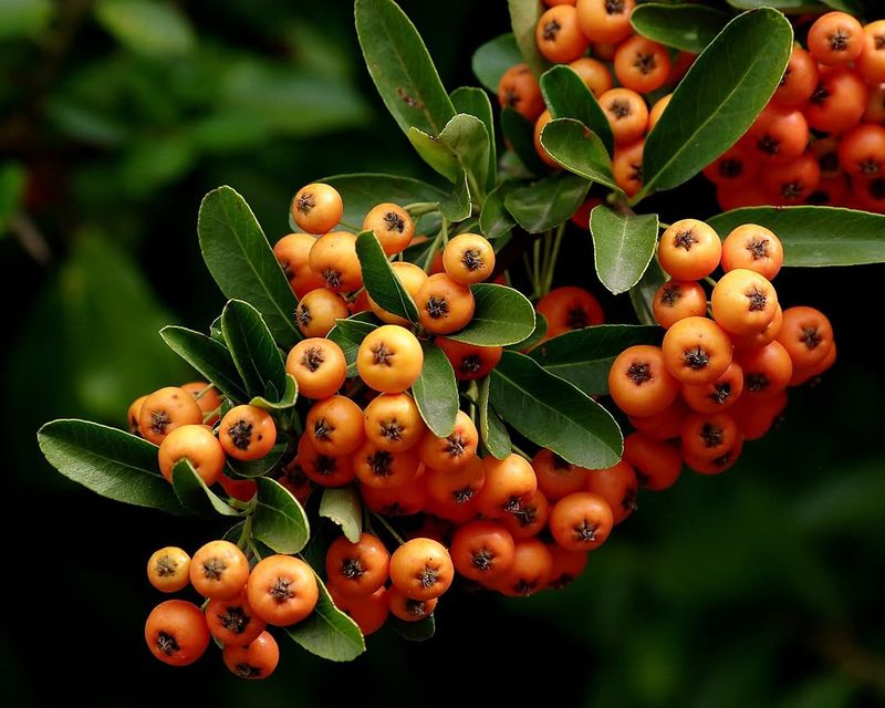 Narrowleaf Firethorn