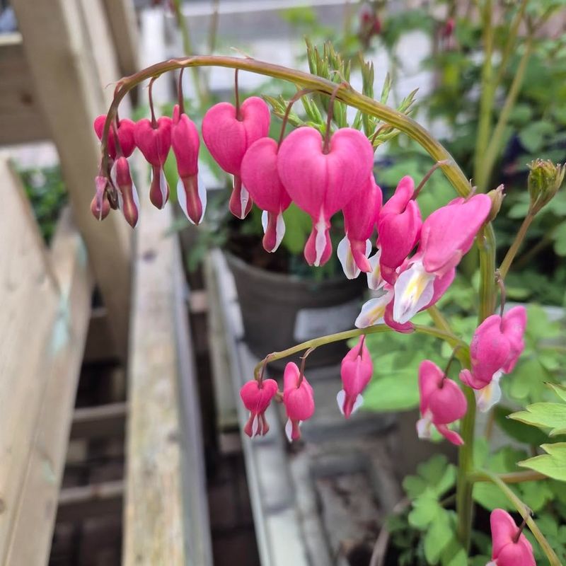 Western Bleeding Heart Bringing Soft Woodland Charm