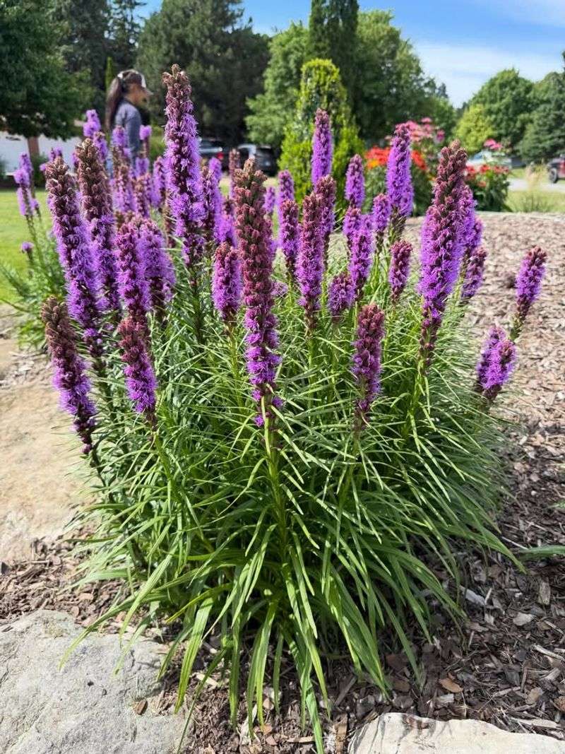Blazing Star Pulls In Butterflies With Tall Flower Spikes