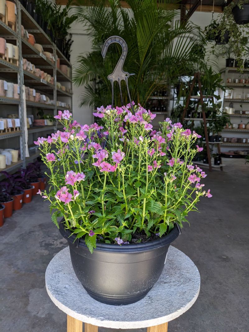Nemesia Adds Compact, Sun-Loving Blooms To Any Basket