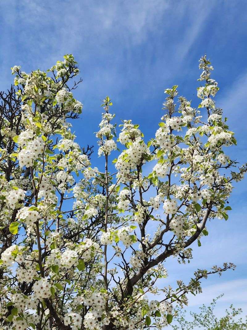 Bradford Pear / Callery Pear (Pyrus Calleryana)
