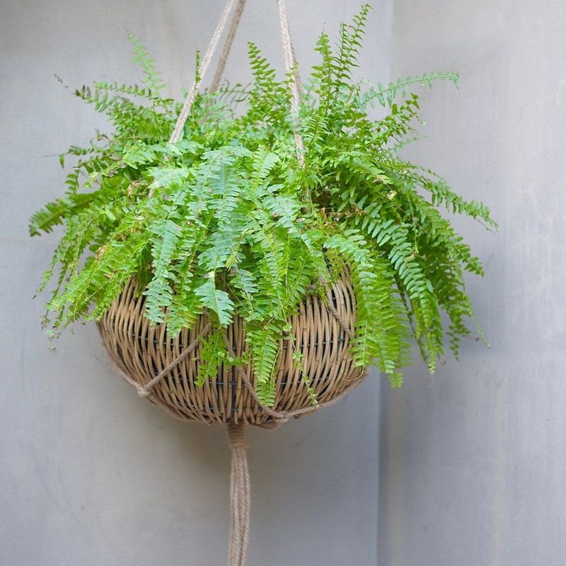 Hanging Fern Basket Adds Greenery To Shaded Spots