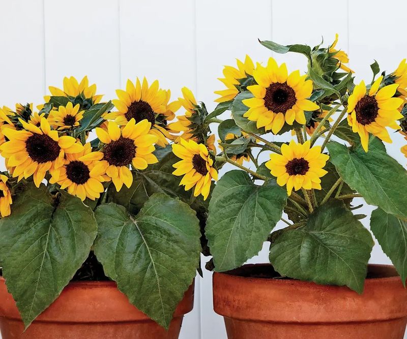 True Dwarf Sunflowers Stay Compact And Container-Friendly